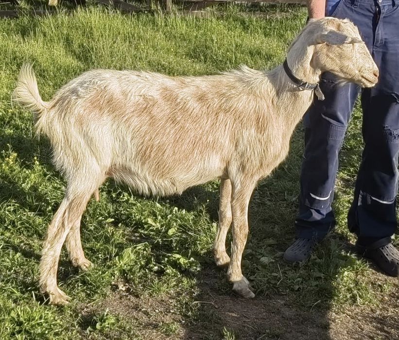 Capre de vanzare