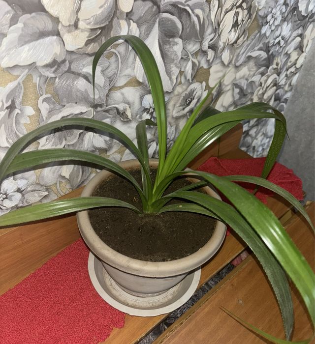 панданус(винтовая пальма)