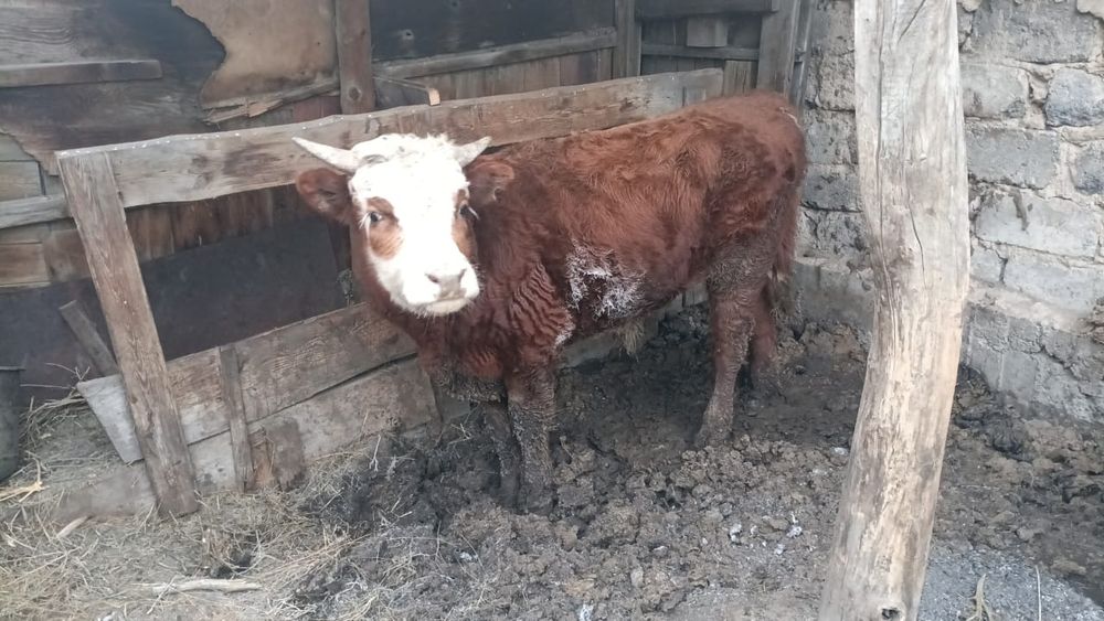 Продается бычок 1,5 год