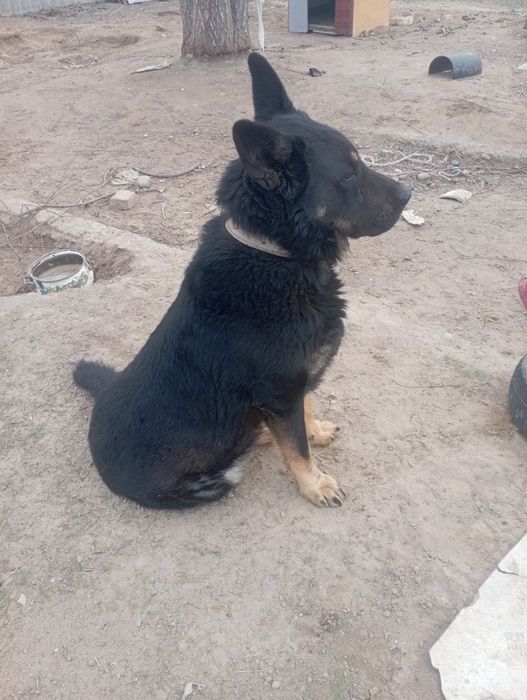 Вязка Европейская овчарка кабель