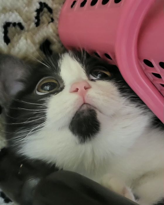 Малышка ищет дом и любящую семью