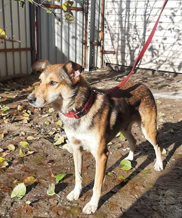 Славный пес ищет дом!