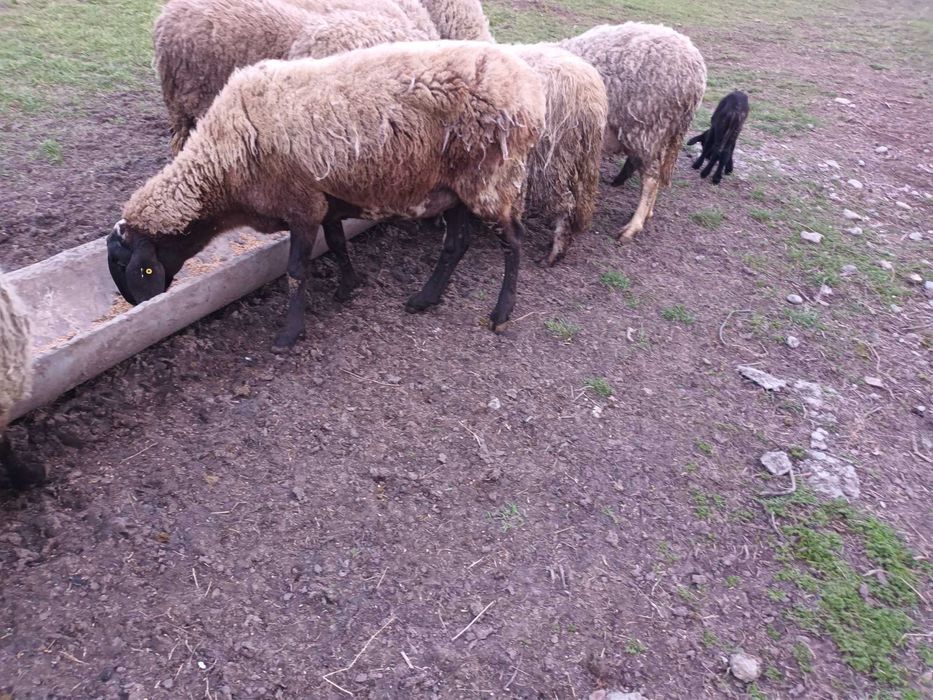 Vand oaie cu mielul langa ea