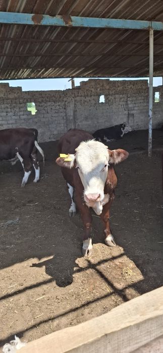 Buqala sotiladi rossiyadan opkelingan 30 bosh