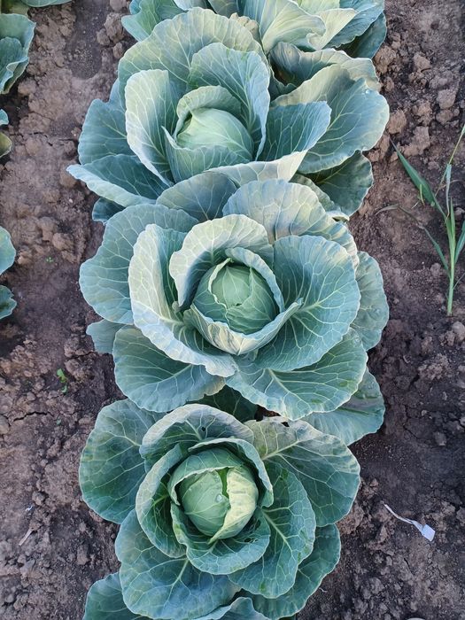 Vând varza de toamna