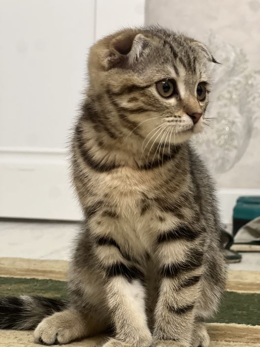 Бельгийская вислоухая