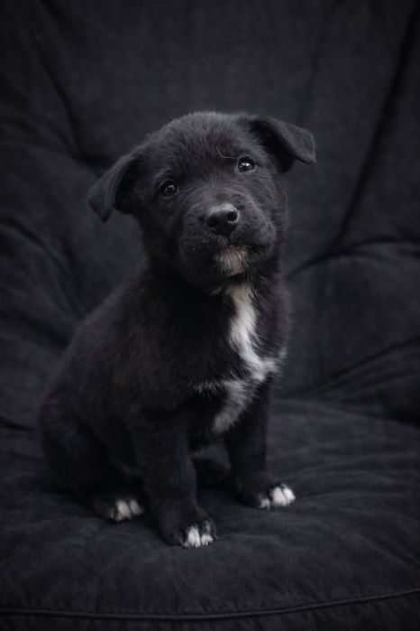 Продам щенят, мама ротвейлер