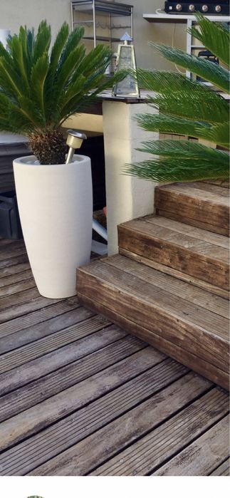 Fenix /yuca/cycas/plante