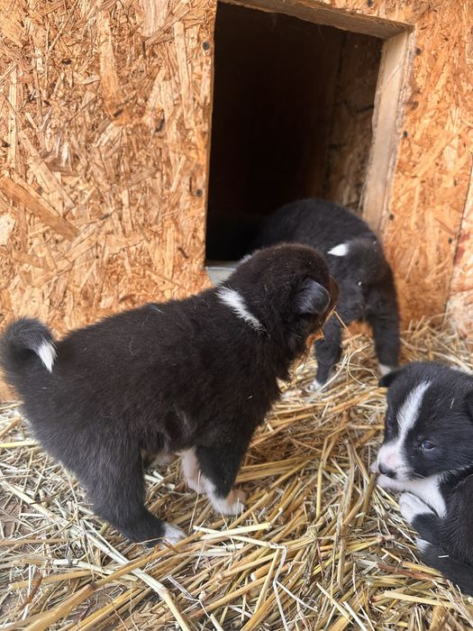Шенки русско- европецской лайки