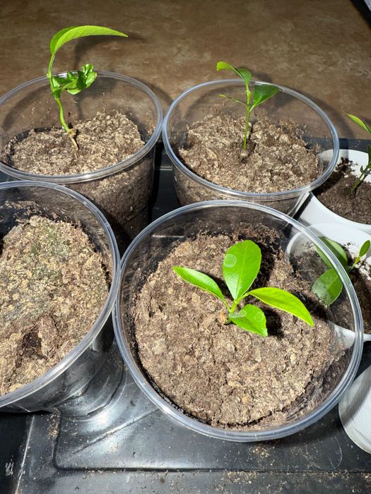 Мандаринки по 200 тенге