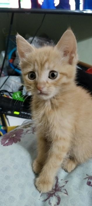 Девочка 2 месяца