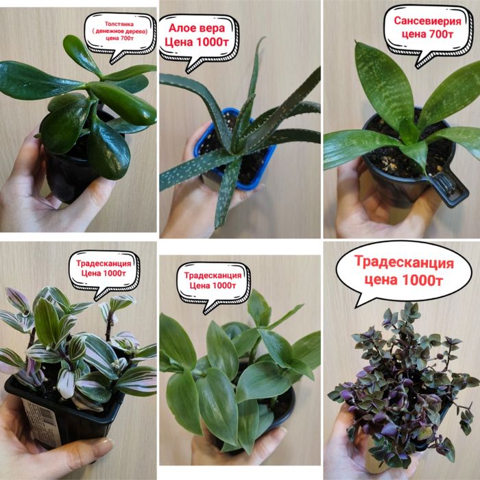 Продам комнатные цветы!