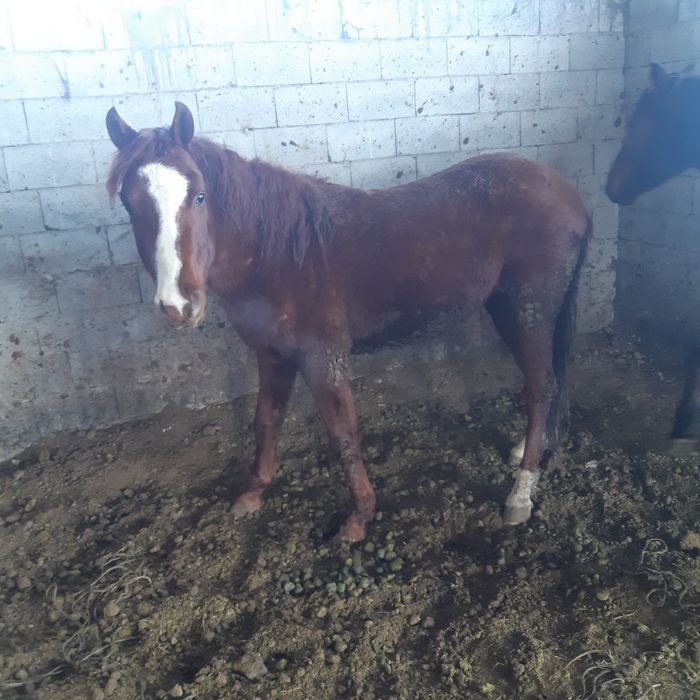 Жылқы 3-4 жасар айғыр и байтал