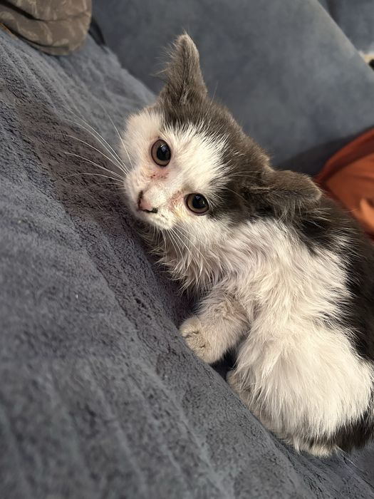 Отдам котят бесплатно