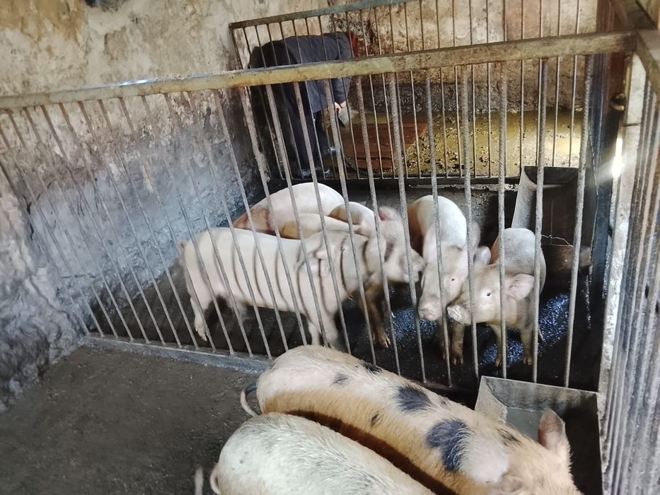 В продаже поросята