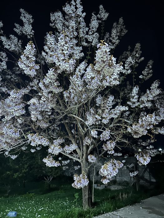 Павдовния тамыры, черенки