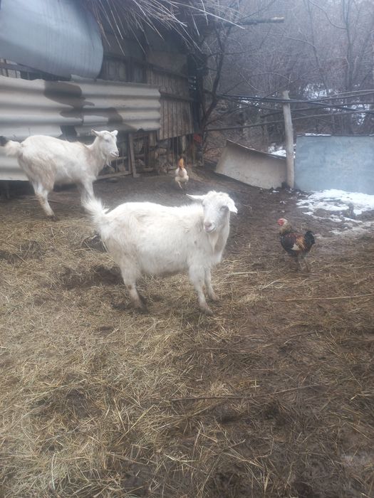 Козы зааненские.
