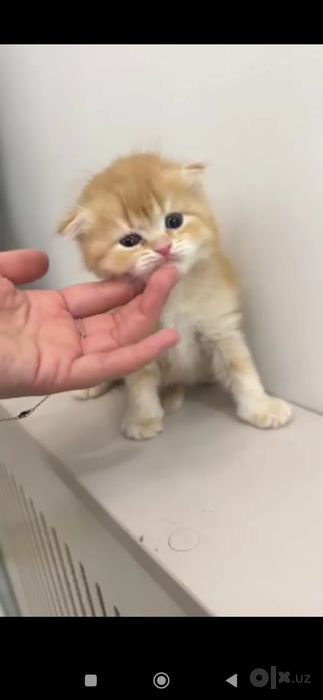 Золотой шиншилла