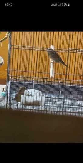 Plasa verticala anti pasari 3m x 15m