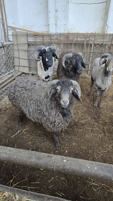 Qo'ylar sotiladi tell va arzon