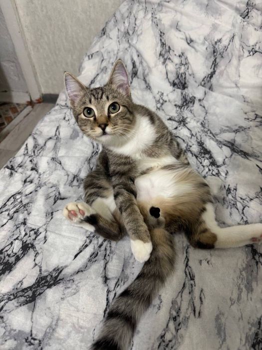 Отдадим кота в хорошие руки.