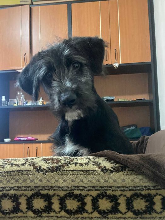 Donez Caine ciobanesc mioritic