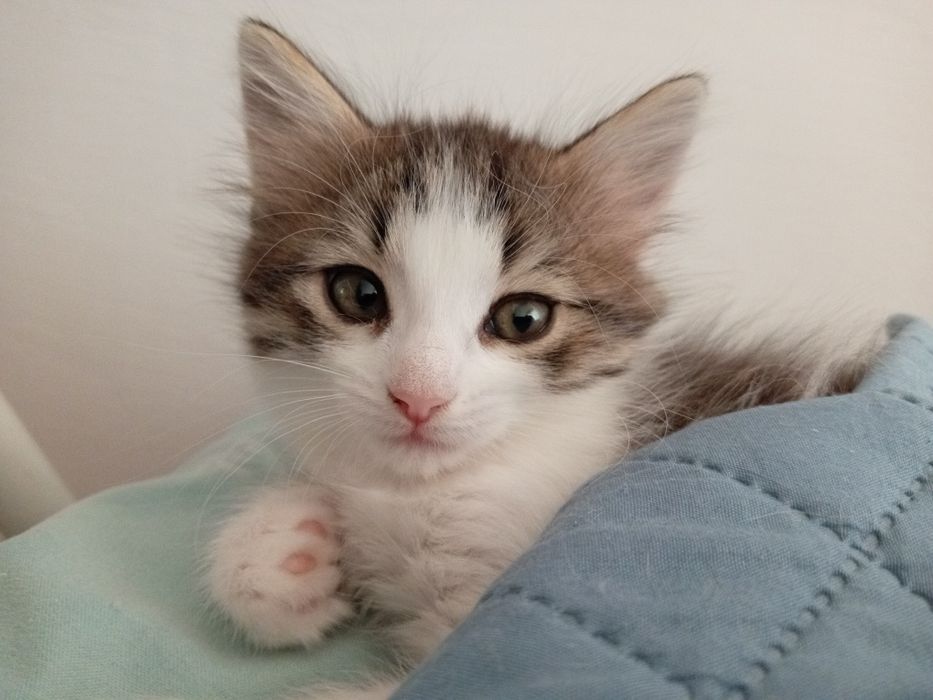 Котенок в добрые руки
