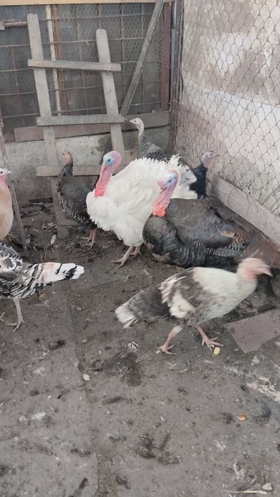 Продам индюшек и индюка
