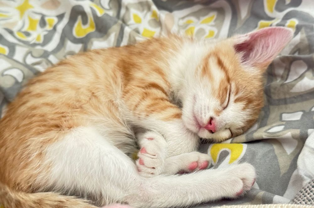 Котенок,мальчик,Алматы.