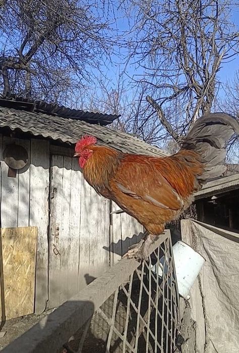 Продам петуха Алматы