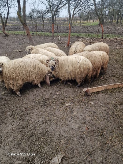 Vand  oi tenere de tinut