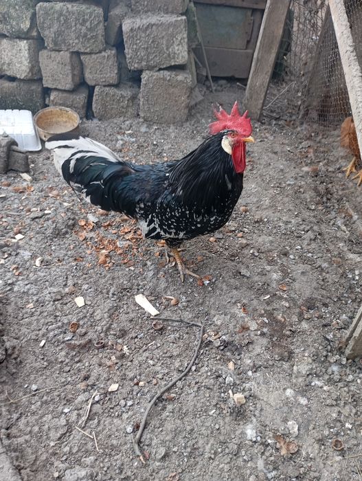 Vând cocoși de rasă