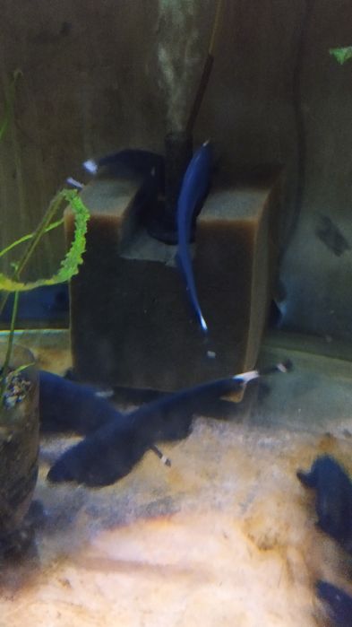 Продам Аквариумную рыбку