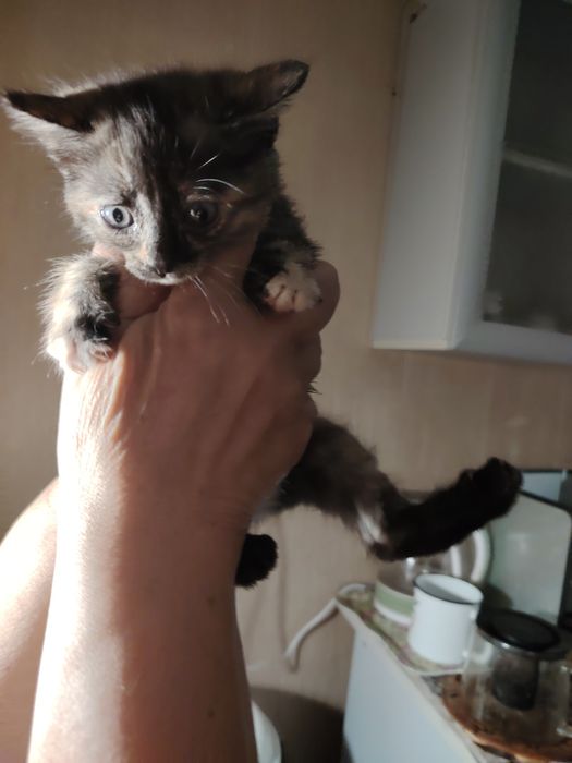 Отдам котят в добрые  руки