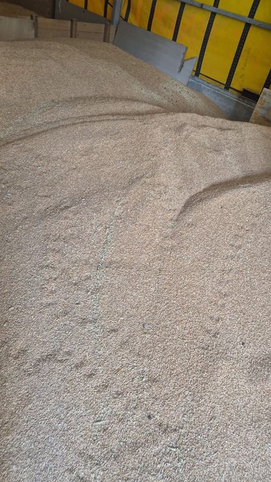 VÂND Grâu 1 Leu/KG
