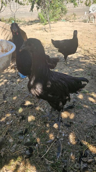 Australorp va Jersi gigant jo'jalari  sotiladi narxi 100 ming so'mdan