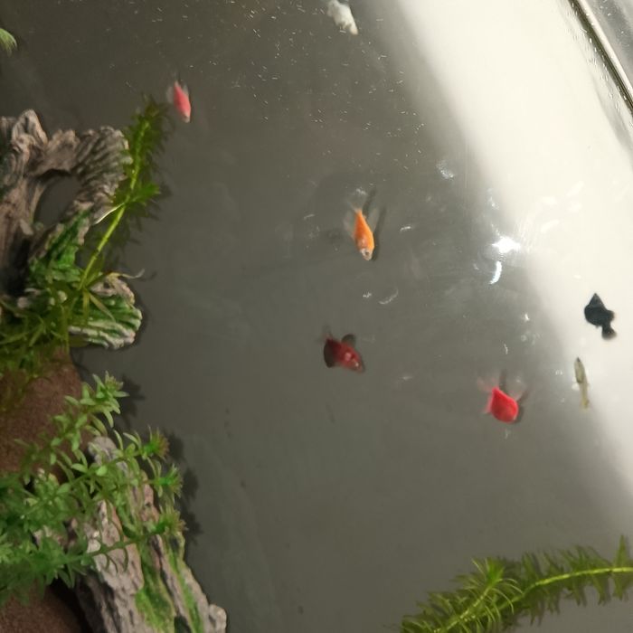 Продам Тернеций - 4 шт - 2300 ₸ (торг)