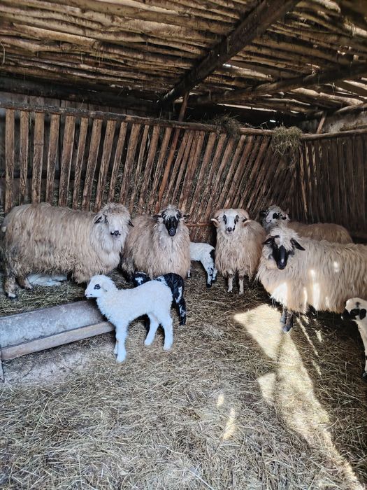 De vânzare oi turcane