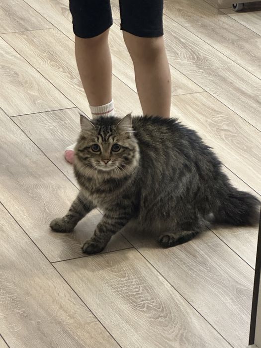 Котенок курильский бобтейл