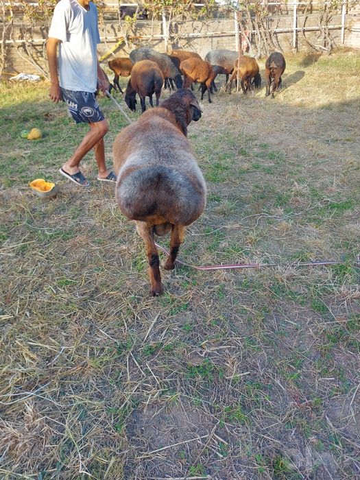 qochqor sotiladi
