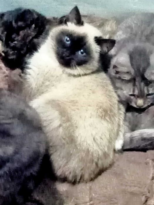 Отдам в добрые руки