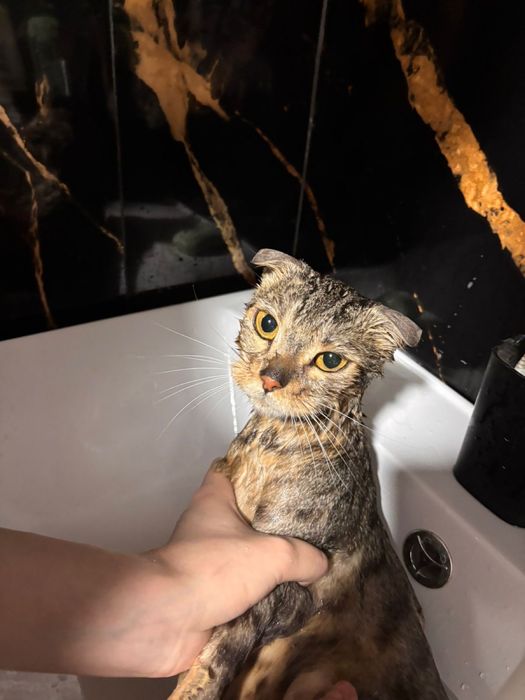 Ищем дом для кошки