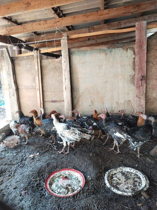 Үндіктер мен тауықтар