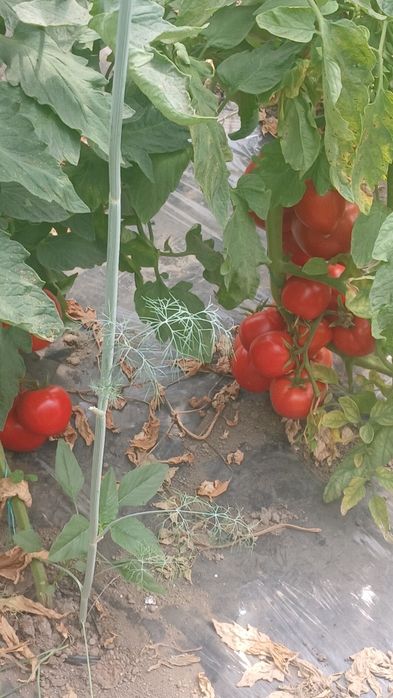 Roșii bio de solar
