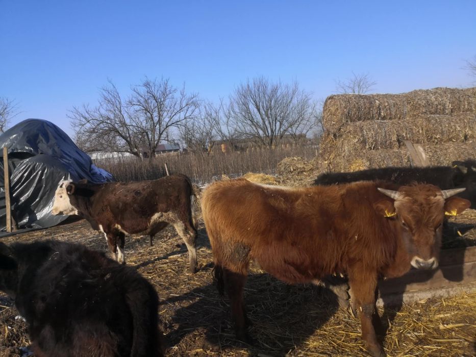 Vând vitei detali la telefon