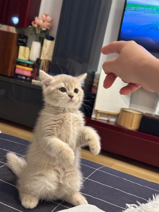 British Shorthair Golden Tabby și Lilac