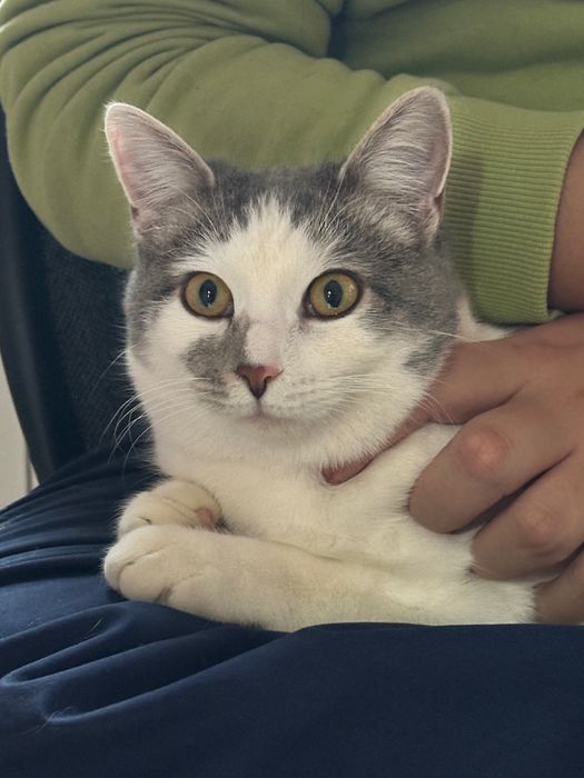 Кошечка красавица