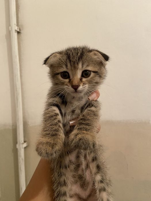 котёнок-девочка срочно в добрые руки