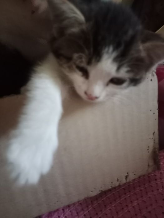 Отдам котят в хорошие руки