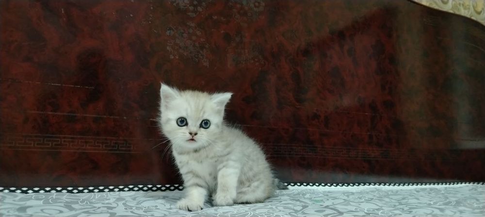 Кошка парода британский шеншила